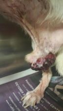 Lover Boy before surgery 2