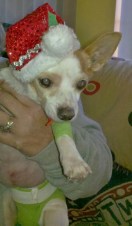 Lover Boy post Surgery 1