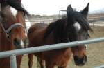 Adoptable Horses