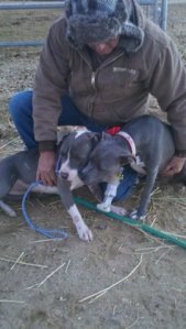 Valentine and Christmas Angel