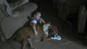 Beloved Boxer ~help find her way home