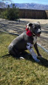 valentine on March 1 2013