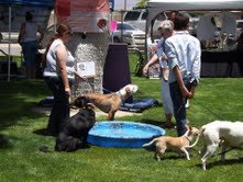 2013 VDJ Sheree's Daughter with her doggies
