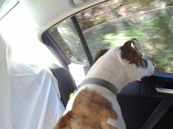 Kismet the dog in the car, head looking out the window, on the way to Ed and Kelli's