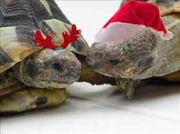 christmas tortoises