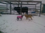 valentine and wheaty in the snow with Nestle
