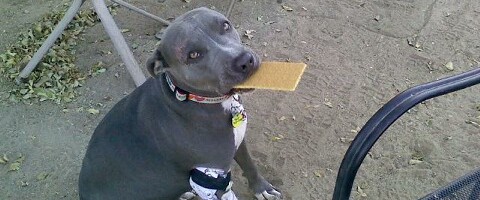 valentine with gram cracker