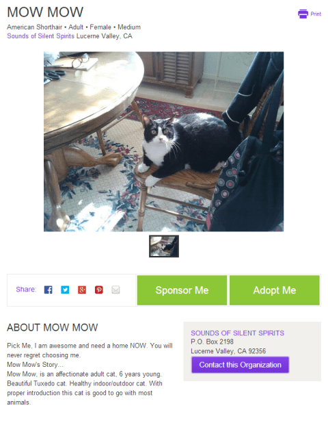 MOWMOW Cat Available