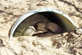 tortoise in door way