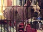 Thumbelina standing in her Crate Feb 5th. 2015