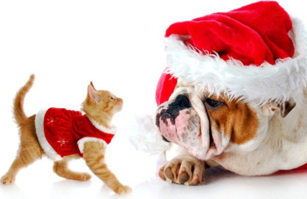 kitten and bulldog xmas