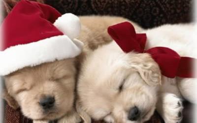 puppy holidays