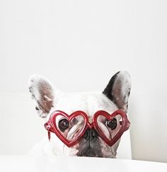 frenchie Valentine 2016 2